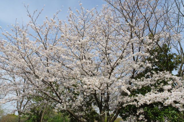 あふれる緑の頭上に彩る桜の木。