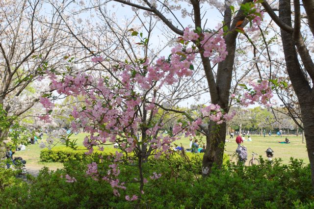 異なる種類の小さな桜の木。