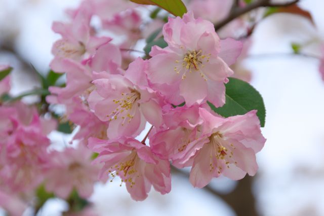 濃いピンクのきれいな花びら。