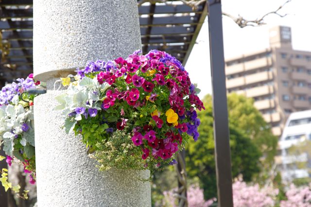 色鮮やかなお花。