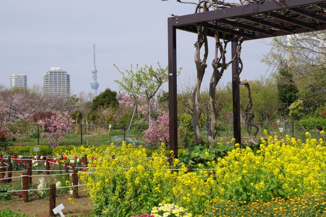 東京スカイツリーが顔を出します。