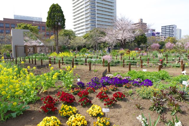 多様で色鮮やかなお花を楽しめました。