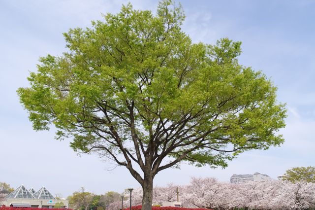 大きな木がいくつか点在しています。