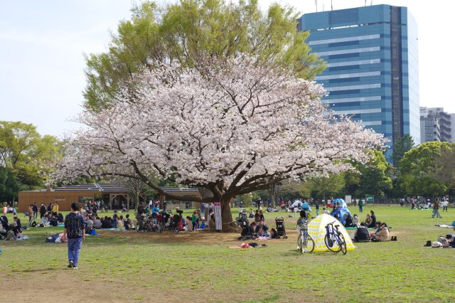 都市部には貴重な広大な広場と木々に沢山の人が憩う。ここまでだけでも大きな公園です。