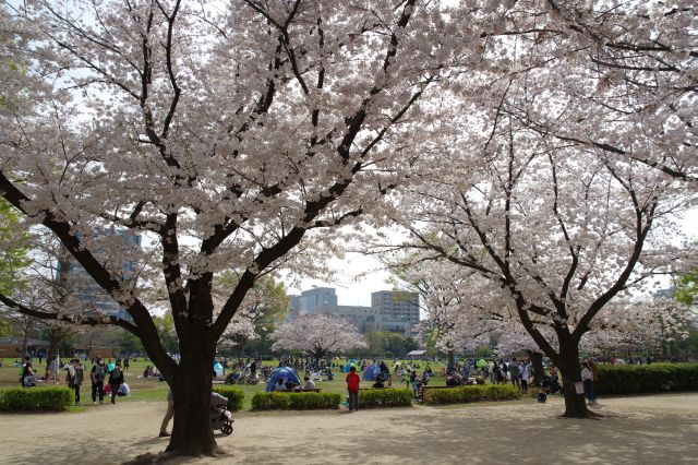 ふれあい広場方面。本当に沢山の人でにぎわう公園です。