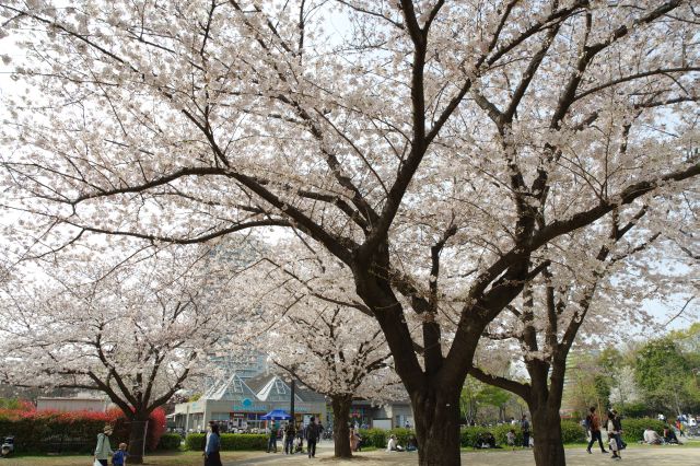 西側の木場ミドリアム方面。どこを向いても桜のアーチ。