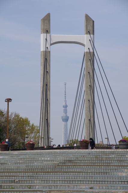 北側には大きな吊橋の木場公園大橋。東京スカイツリーが見えます。