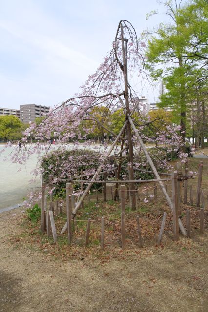 グランド前に小さな桜の木。