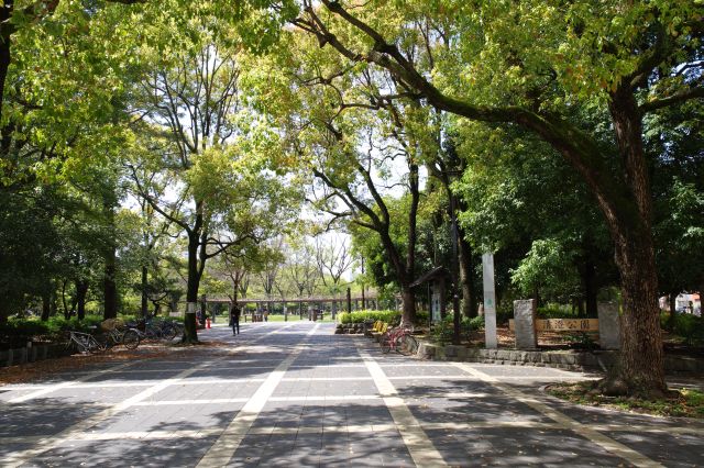 公園の北東の角から入る。緑があふれます。