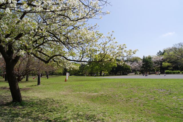 自然の心地よさと解放感で気持ち良い公園です。