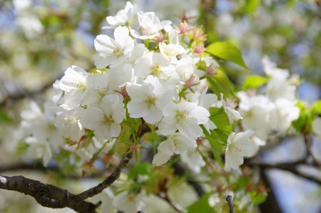 可憐な桜の花びら。