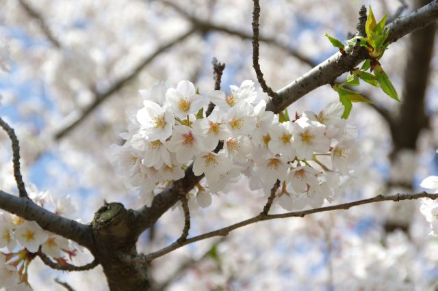 可憐な桜の花びら。