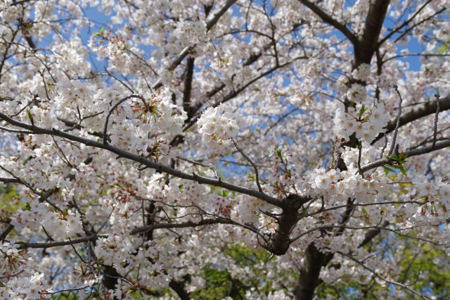 枝を埋め尽くす桜。