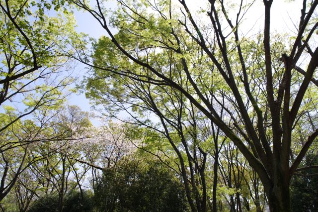 見上げると繊細な緑の木々。