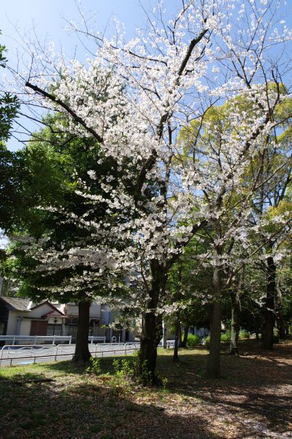 少ないですが桜の木も。