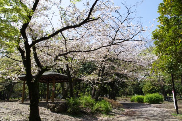 桜が心地よい場所でした。