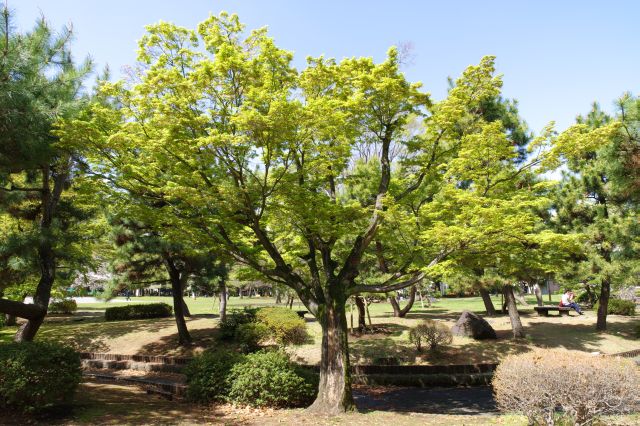 水路沿いの豊かな木々は庭園のような雰囲気。