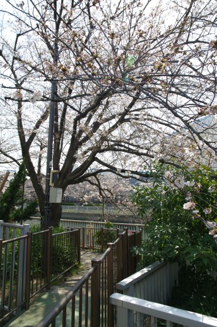 大横川の遊歩道へ。