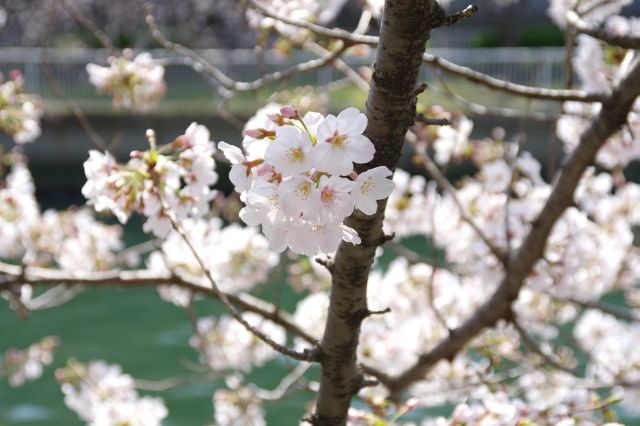 川に枝を伸ばす可憐な桜。