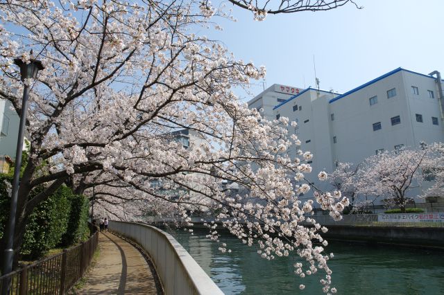 川沿いを進みます。密度の濃い桜並木が続きます。