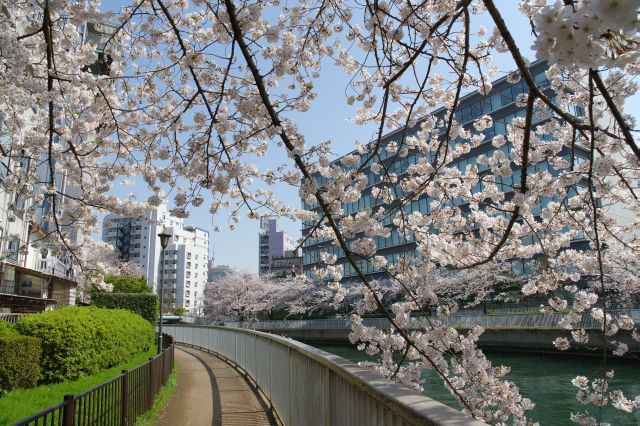 静かで心地よい桜のアーチが続きます。