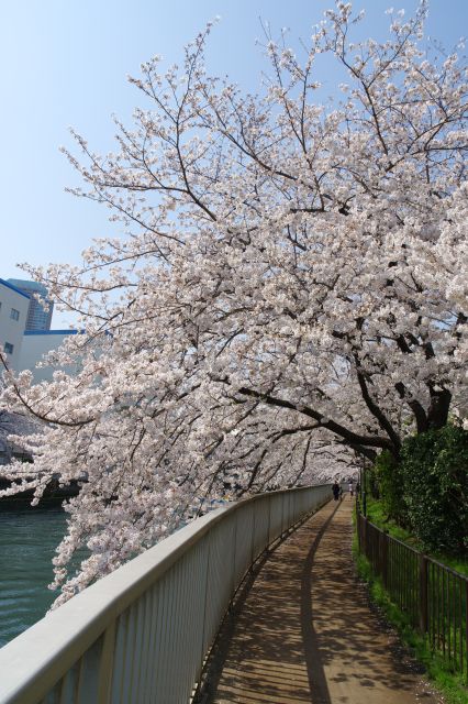 振り返ると密度の濃い桜の木々。