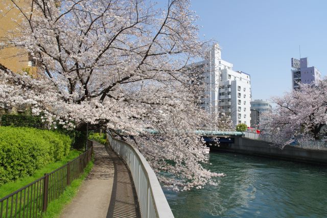 越中島橋が見えてきました。