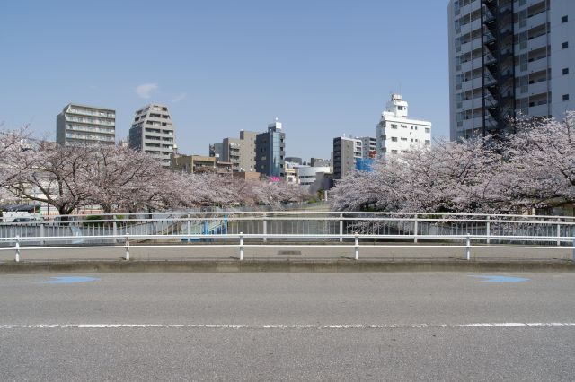 この先も両岸に桜が続きます。