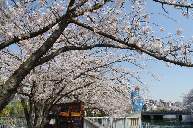 頭上を覆う密度の濃い桜。