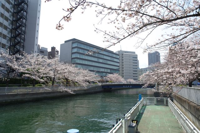 乗船場からの越中島橋。