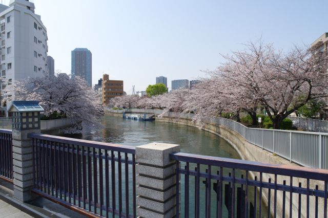 黒船橋から振り返る。連続する見事な桜並木。