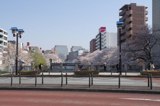 この先も両岸に桜が続きます。