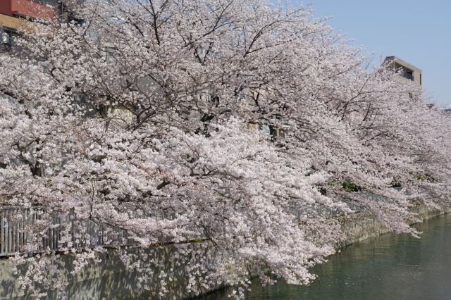 左側だけでもとても濃い桜が見事。