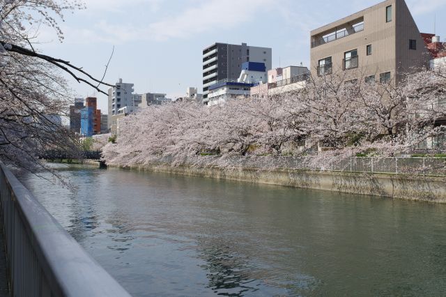 対岸にも濃い桜がひしめき合います。