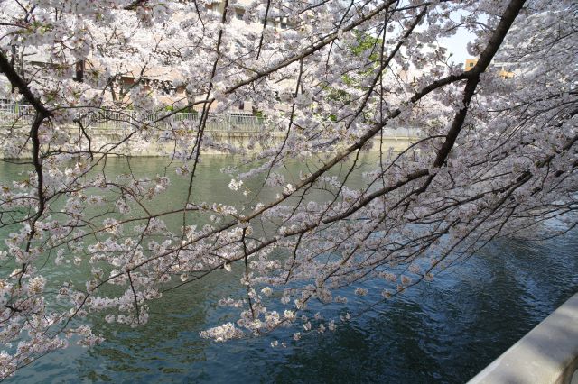 水面に枝を伸ばす桜の木々。