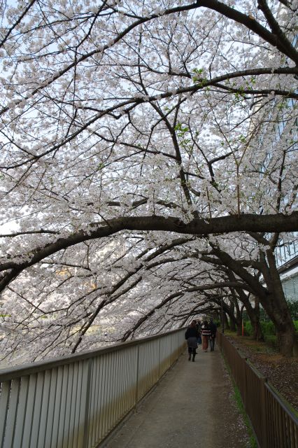 日陰ですが川に向けて曲がる枝のアーチが連続するダイナミックな光景。