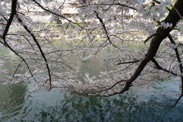 頭上を覆い水面に伸びる枝。