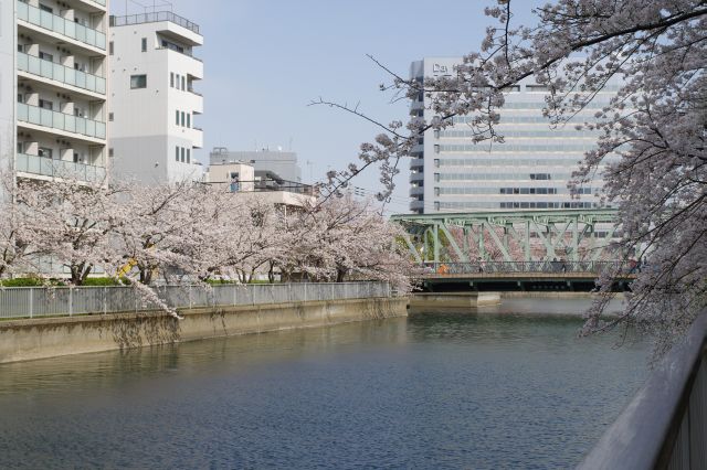 対岸にも桜の木々が続く。