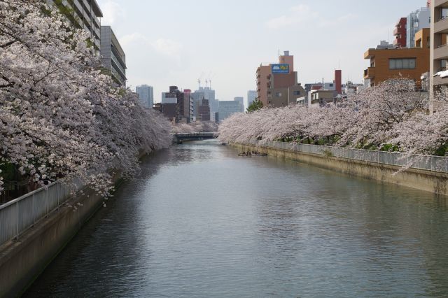 振り返ると両岸に濃い桜の木々の連続。