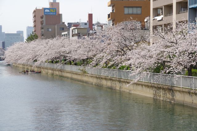 対岸の桜の木々。カヌーで桜を楽しむ人達も。