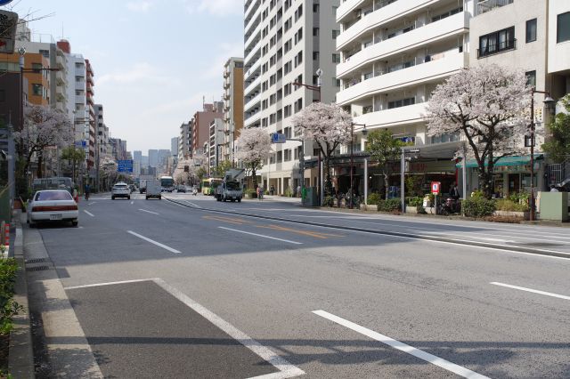 門前仲町を貫く永代通りも桜の木が点在していました。