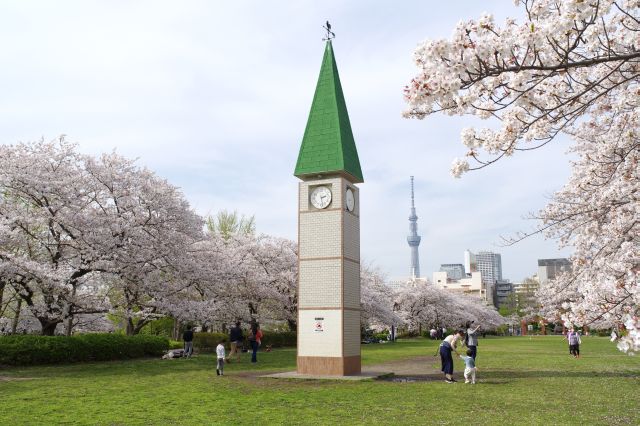 猿江恩賜公園の桜の写真ページ