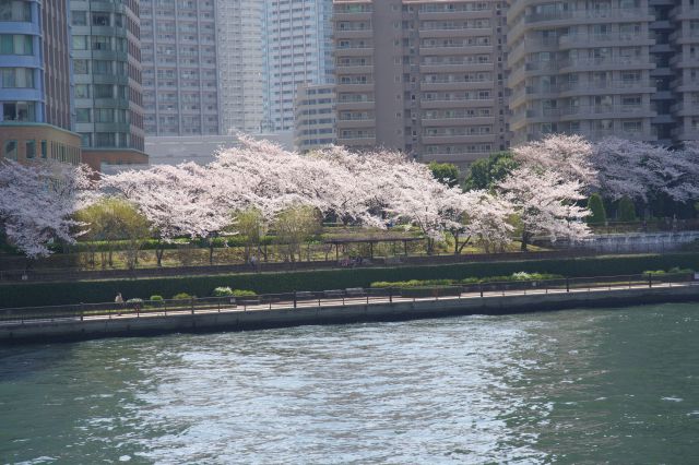 佃公園にも桜並木が続いています。