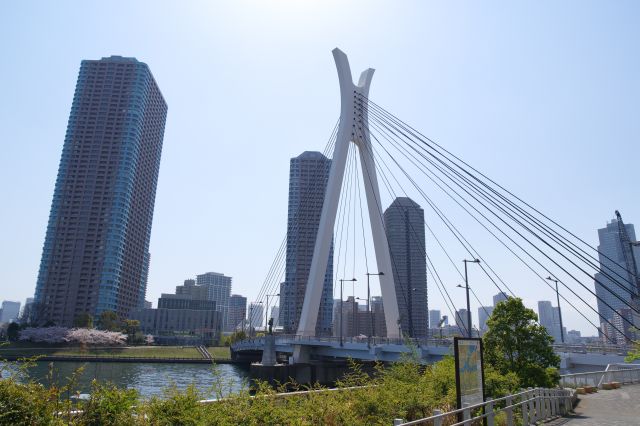 振り返ると大きな中央大橋。