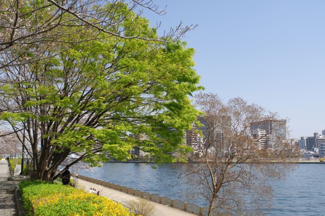 鳥の声が聞こえる心地よい土手道を進みます。