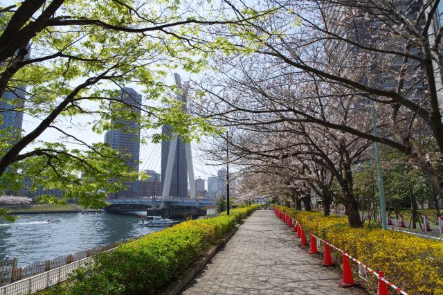 道沿いに心地よい桜が続いています。