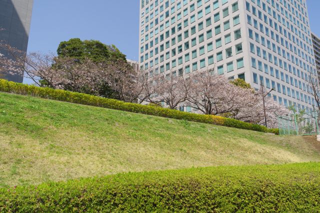 土手上の桜の木々。背後にはビル群。