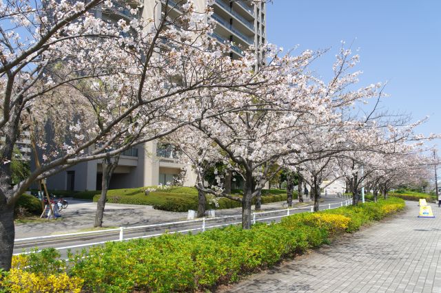 この先も続く桜並木。