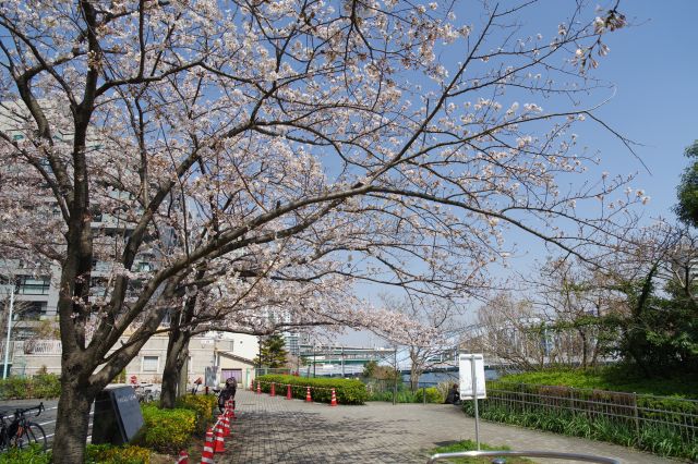 桜並木の終端部へ。