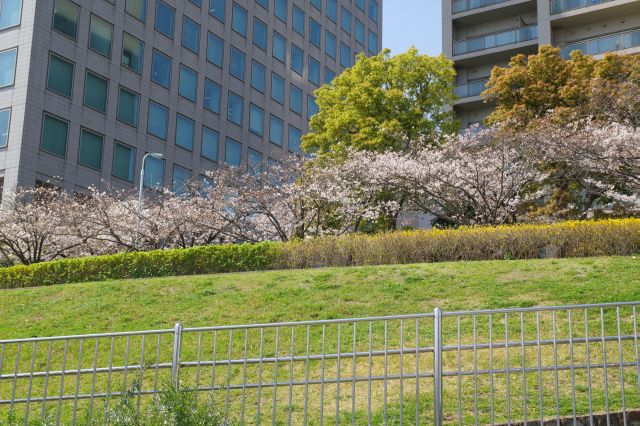 土手上の桜並木。